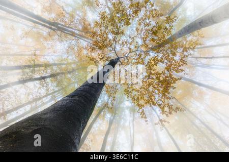 Dramatischer Blick auf einen hohen Baum, der sich in einen nebeligen Herbstwald erhebt. Goldene Blätter bilden ein weiches Baldachin, während Nebel und diffuses Sonnenlicht ein d Stockfoto
