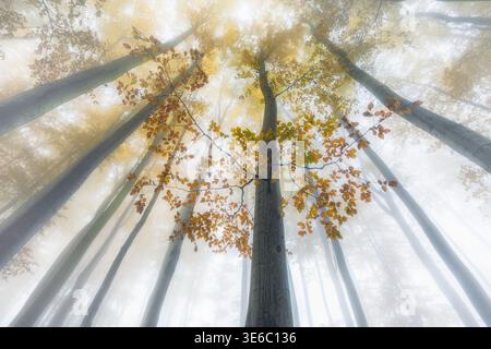 Niedriger Blickwinkel auf hohe Bäume in einem nebligen Herbstwald mit leuchtenden orange-gelben Blättern im Vordergrund. Stockfoto