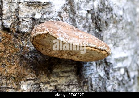 Buche Polypore, Millyford Bridge, New Forest, Hampshire, Großbritannien Stockfoto