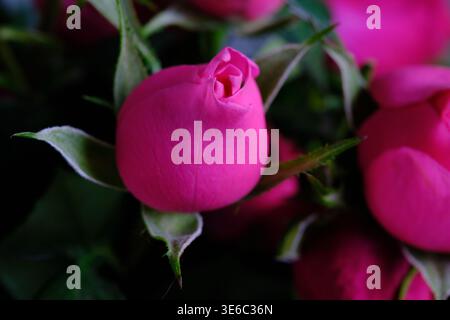 Detaillierte Nahaufnahme leuchtende rosa Rose mit weichen Blütenblättern Stockfoto