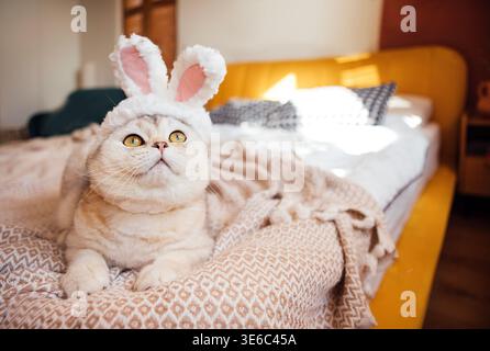 Die schottische Faltkatze mit Hasenohren liegt auf einer Strickdecke auf einem Bett, mit Sonnenlicht, die das Zimmer beleuchtet, und weichen Möbeln im Hintergrund Stockfoto