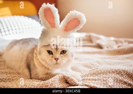 Die schottische Faltkatze mit einem flauschigen Hasenhut liegt in einem hellen Innenraum auf einer gemusterten Decke und bietet weiche Texturen und warme Beleuchtung Stockfoto