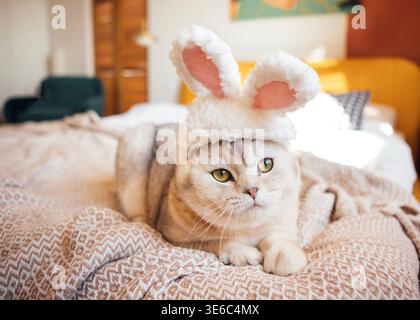 Die schottische Faltkatze mit Hasenohren liegt auf einer gemusterten Decke in einem gut beleuchteten Schlafzimmer mit farbenfrohen Kunstwerken und einer gemütlichen Atmosphäre Stockfoto