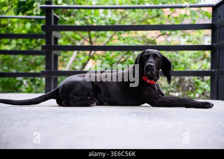Schwarzer Jagdhund auf moderner grauer Steinterrasse, schwarzer labrador-Retriever mit rotem Kragen. Haustier-Lifestyle, treue Haustierportr Stockfoto