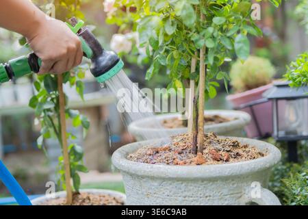 Die junge Frau Hand kümmert sich um Blumen im Garten. Person, die Pflanzen im Garten sprüht. Das Konzept des Gartenbaus und der Floristik Stockfoto