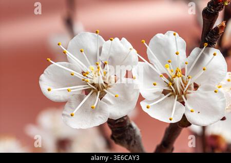 Zarte weiße Kirschblüten mit gelben Staubblättern blühen im Frühjahr auf einem Zweig Stockfoto