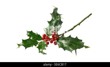 Holly Beere Zweig mit roten Beeren und Blättern isoliert auf weißem Hintergrund. Wnter Naturzweig als Weihnachtsdekoration. Stockfoto