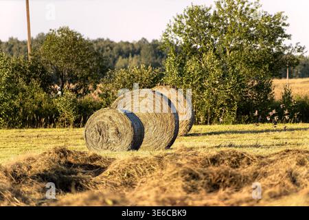Runde Heuballen auf einem geernteten Feld mit einer Herde kleiner Vögel, die vorbeifliegen. Stockfoto