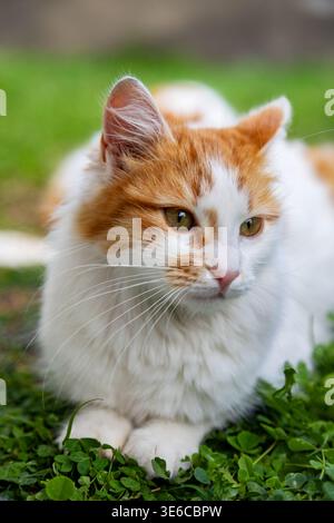 Eine flauschige Ingwer und weiße Katze, die draußen auf grünem Kleeblatt liegt Stockfoto