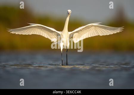 Weißer Morph rötlicher Egret mit Flügeln in der Lagune Stockfoto