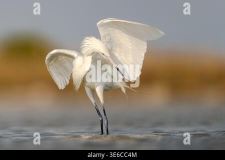 Rötlicher Reiher (seltener Weißer Morph), stehend im flachen Wasser mit Stockfoto