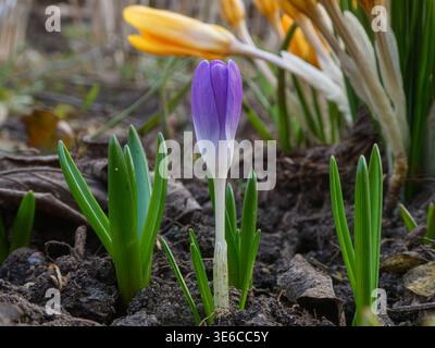 Einzelne violette Krokusblüte, die aus dunklem Boden in frühen Spri wächst Stockfoto
