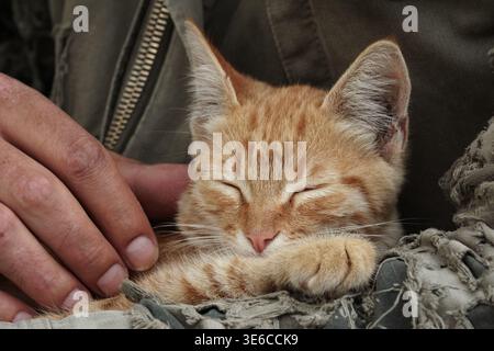 Süßes Ingwerkätzchen, das in Militärjacke auf dem Schoß des Mannes liegt Stockfoto