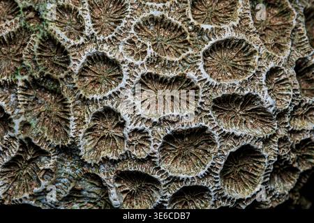 Altes Korallenfossil mit einer rauen, gemusterten Oberfläche. Natürliche organische abstrakte Textur, die die Geschichte der Meeresbiologie zeigt. Thailand Fotografie, nein Stockfoto