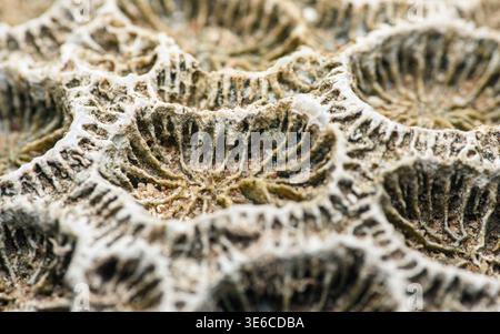 Korallenfossile Textur bildet ein natürliches, kompliziertes Muster, das geologische Details und organische Strukturen aus vergangenen Meereslebewesen hervorhebt. Thailand photogr Stockfoto