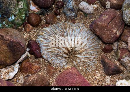 Fossiles Korallenskelett mit komplizierten Mustern, umgeben von Sand und Kieselsteinen unter Wasser, symbolisiert die antike Unterwasserwelt. Thailand Fotografie Stockfoto