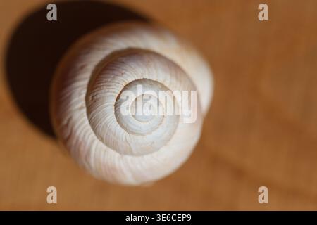 Nahaufnahme der leeren Schneckenschale Stockfoto