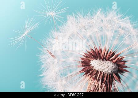 Schöne Löwenzahnblume mit fliegenden Federn auf türkisfarbenem Hintergrund. Makroaufnahme. Stockfoto
