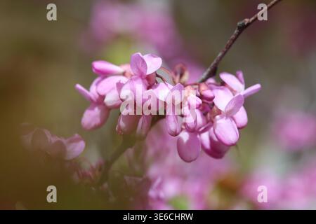 Blüten von Cercis siliquastrum (Judas-Baum) im Frühjahr Stockfoto