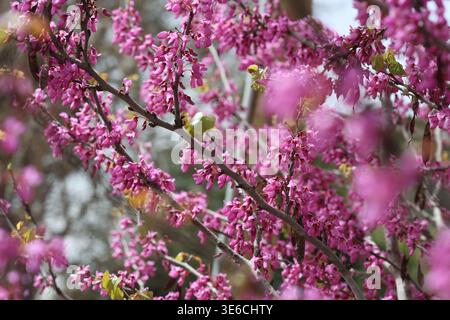 Blüten von Cercis siliquastrum (Judas-Baum) im Frühjahr Stockfoto