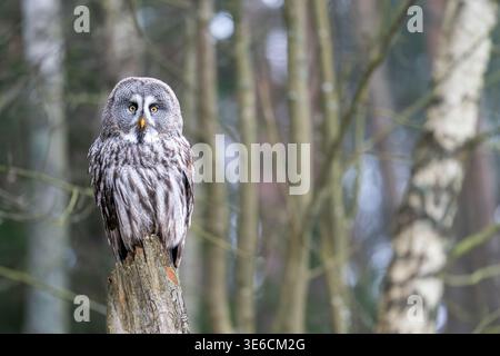 Große graue Eule auf Baumstumpf in Waldlage Stockfoto