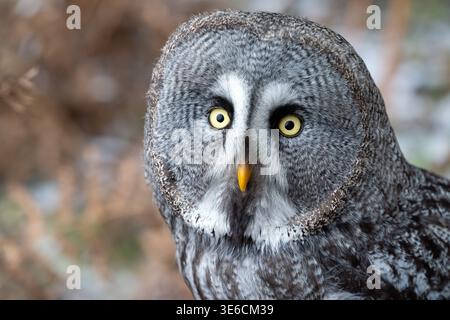 Nahaufnahme einer grauen Eule mit intensiven gelben Augen in der Natur Stockfoto