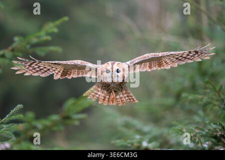 Majestätische Eule im Flug durch die Forest Wilderness Stockfoto