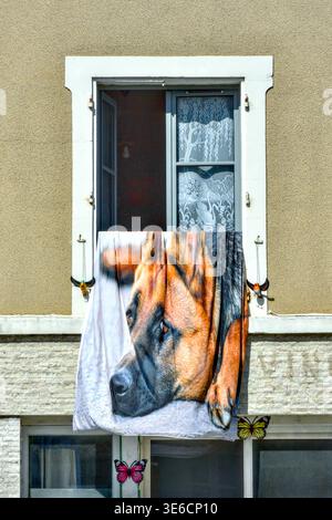 Bettbezug mit großem bedrucktem Foto des Kopfes des elsässischen/deutschen Schäferhunds, der vom offenen Fenster in die Luft hängt - Zentralfrankreich. Stockfoto