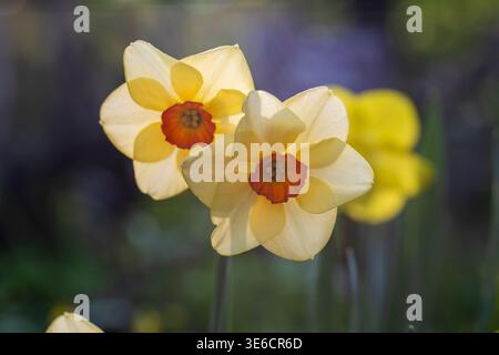Narcissus Altruist (Narcissus poeticus) blüht im Frühling im Garten Stockfoto