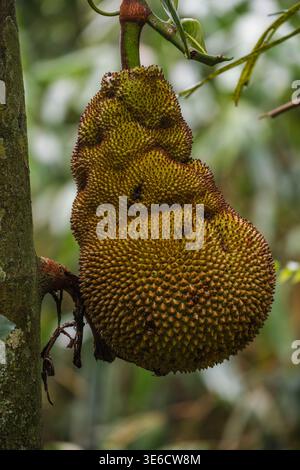 Große Jackfrucht hängt von einem tropischen Baum Stockfoto