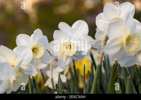 Nahaufnahme weißer Narzissenblüten (Narcissus poeticus) im Frühlingsgarten Stockfoto