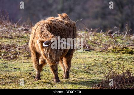 Wunderschöne Highland-Kuh in Schottland Stockfoto