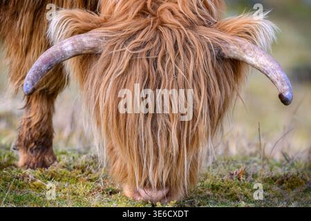 Wunderschöne Highland-Kuh in Schottland Stockfoto