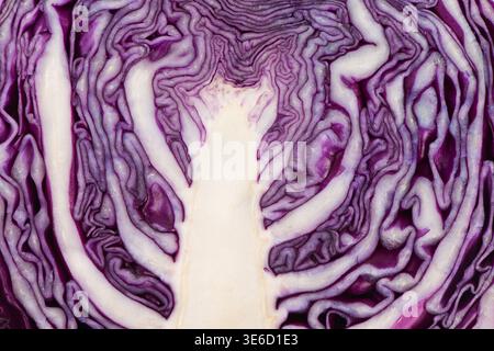 Rotkohl-Querschnitt mit natürlichen Texturen und einem auffälligen lila-weißen Muster Stockfoto