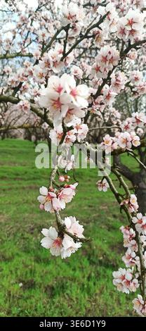 Mandelzweige mit zarten rosafarbenen und weißen Blüten in einem Obstgarten Stockfoto