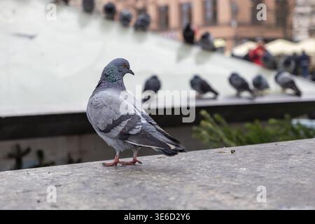 Eine detaillierte Nahaufnahme einer Felstaube zeigt ihren grauen Körper und die lebendigen irisierenden Nackenfedern, die auf einem Steinvorsprung in einer geschäftigen Umgebung der Stadt thront Stockfoto
