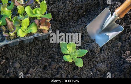 Schaufel Pflanzen im frischen Schmutz neben einem Setzling Salat, der aus einem Gemüsegarten wächst und voll von Setzlingen wächst Stockfoto
