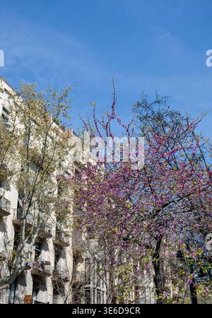 Blühender Baum mit lila Blumen vor dem Wohngebäude in Barcelona Spanien urbanes Frühlingsquartier Stockfoto