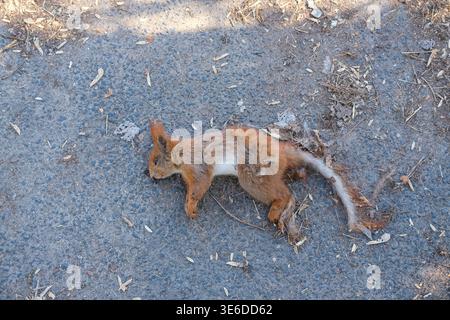 Totes Eichhörnchen liegt auf Asphaltfahrbahn mit sichtbarem Fell und Schwanz in der städtischen Außenwelt Stockfoto