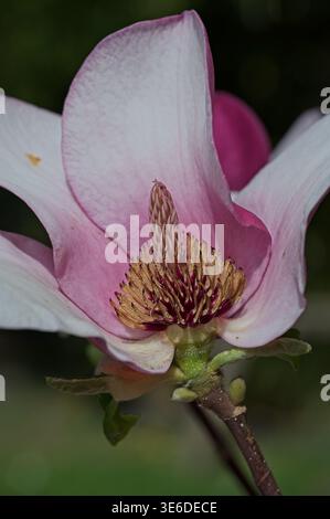 Detaillierte Makroansicht einer rosafarbenen Magnolienblüte, die die inneren Fortpflanzungsorgane, Karpel und Staubblätter in einem Garten zeigt Stockfoto