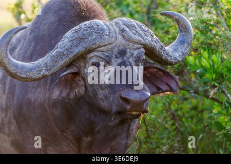 Afrikanische Büffel im Busch Stockfoto