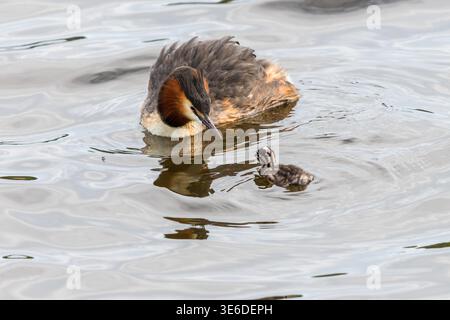 Crested Grebe mit ihrem neugeborenen Mädchen im Wasser Stockfoto