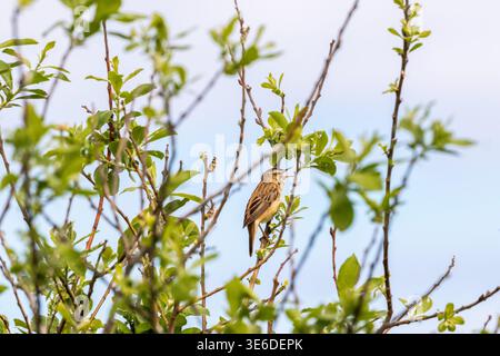 Sedge-Grummersänger auf einem Zweig Stockfoto