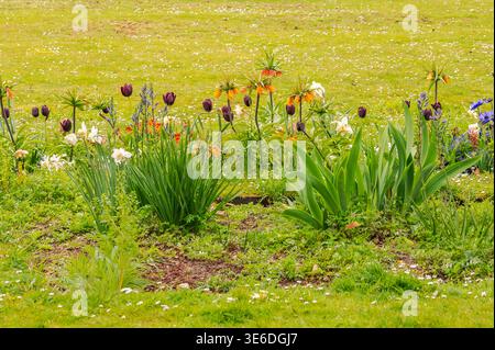 Lebendiges Frühlingsblumenbeet voller farbenfroher Tulpen und imperialer Fritillerien Stockfoto