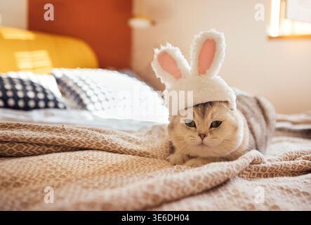 In einem hellen Raum, umgeben von dekorativen Kissen und weicher Bettwäsche, liegt die häusliche schottische Faltkatze mit Hasenmütze auf einer gemusterten Decke Stockfoto