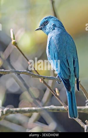 Verditer Fliegenfänger (Eumyias thalassinus, männlich) aus Pangot, Uttharakhand, Nordindien. Stockfoto