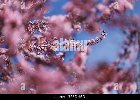 Kirschpflaume nigra (Prunus cerasifera) Stockfoto