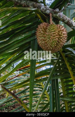 Stachelige durianische Früchte hängen von einem tropischen Baum Stockfoto