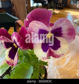 Leuchtende lila und weiße Stiefmütterchen in voller Blüte. Diese Gartenviolas mit Topf haben ein markantes dunkles „Gesicht“-Muster mit gelben Mittelpunkten, die wieder gesetzt werden Stockfoto