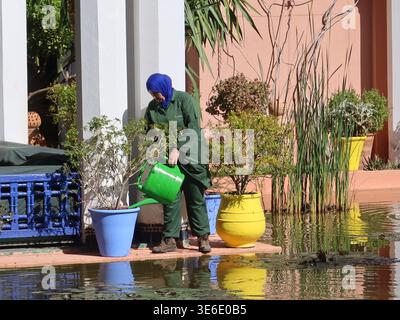 Eine weibliche Mitarbeiterin ist damit beschäftigt, einige der farbenfrohen Töpfe auf der Terrasse des Le Jardin Majorelle, des Yves Saint Laurent Gartens, zu gießen. Stockfoto